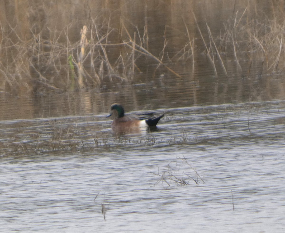 Silbón Americano - ML646608444