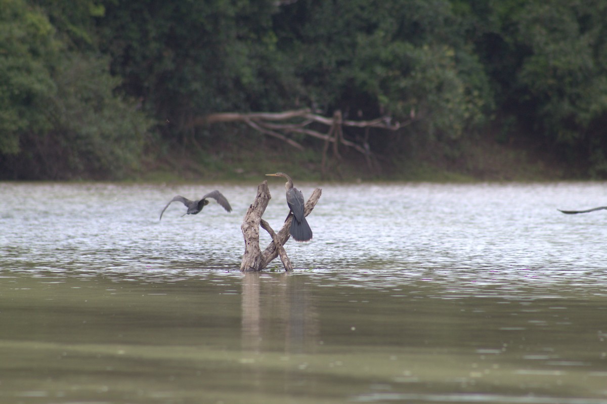 Anhinga Americana - ML646608445