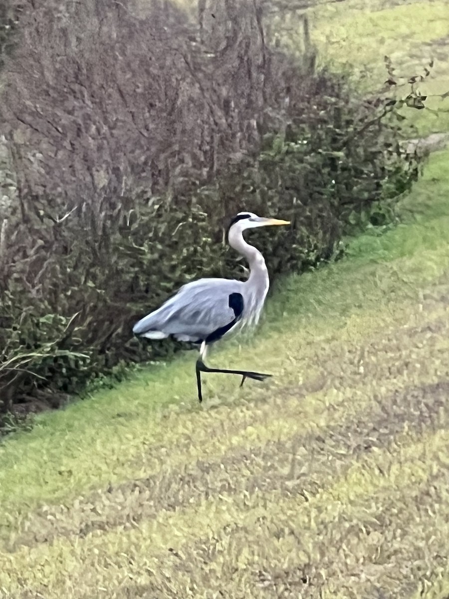 Great Blue Heron - ML646608446