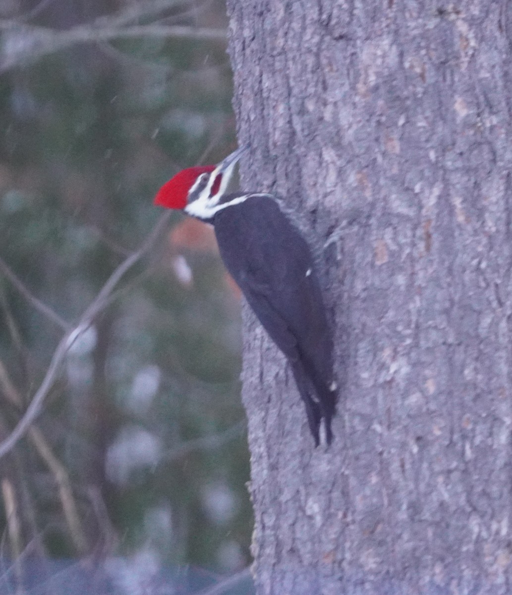 Picamaderos Norteamericano - ML646608448
