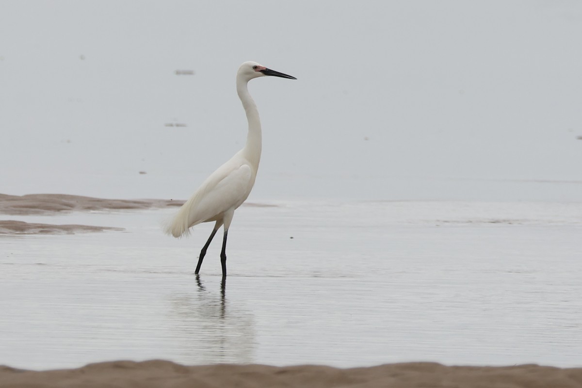 Garceta Grande - ML646608449