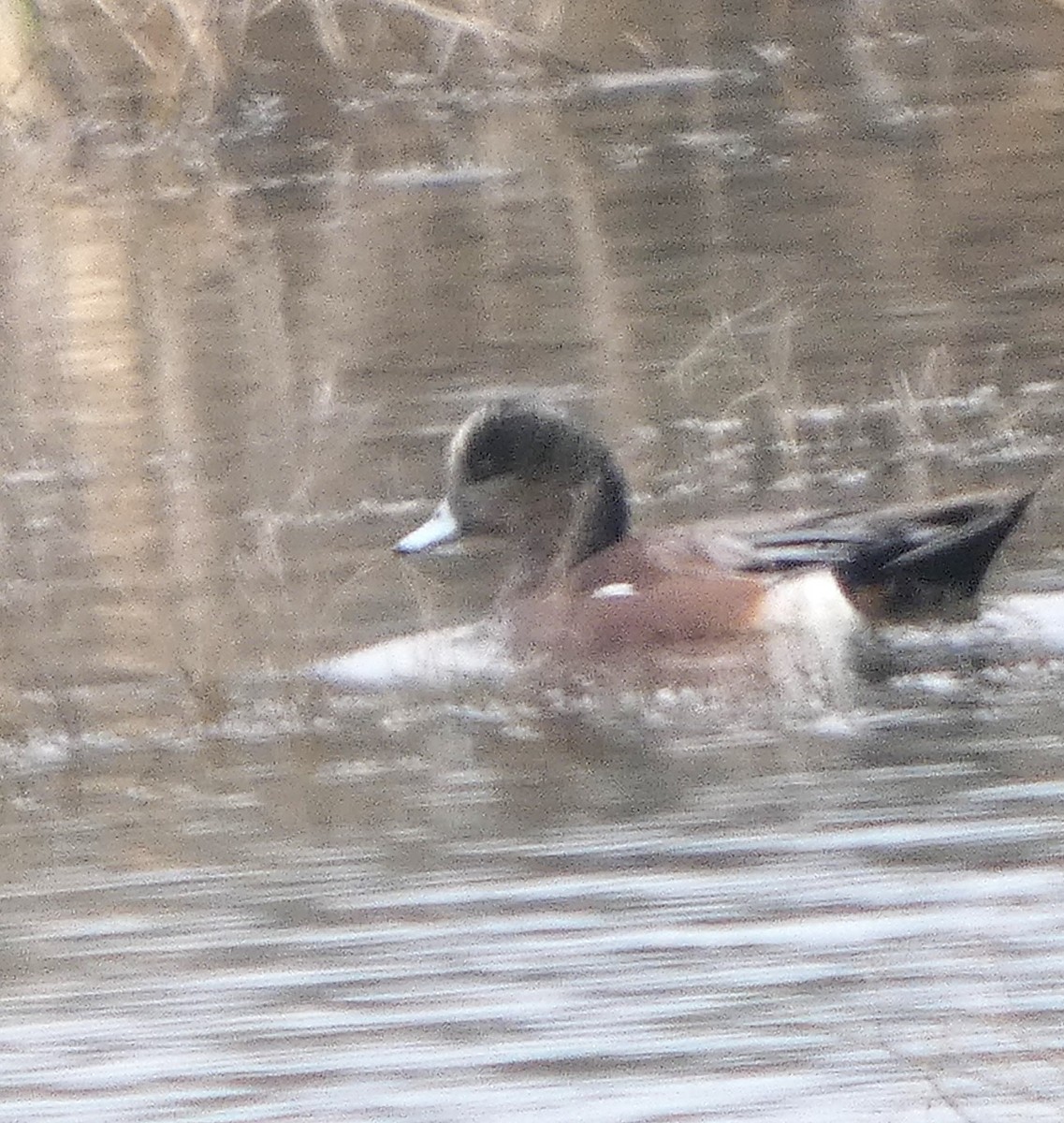 Silbón Americano - ML646608450