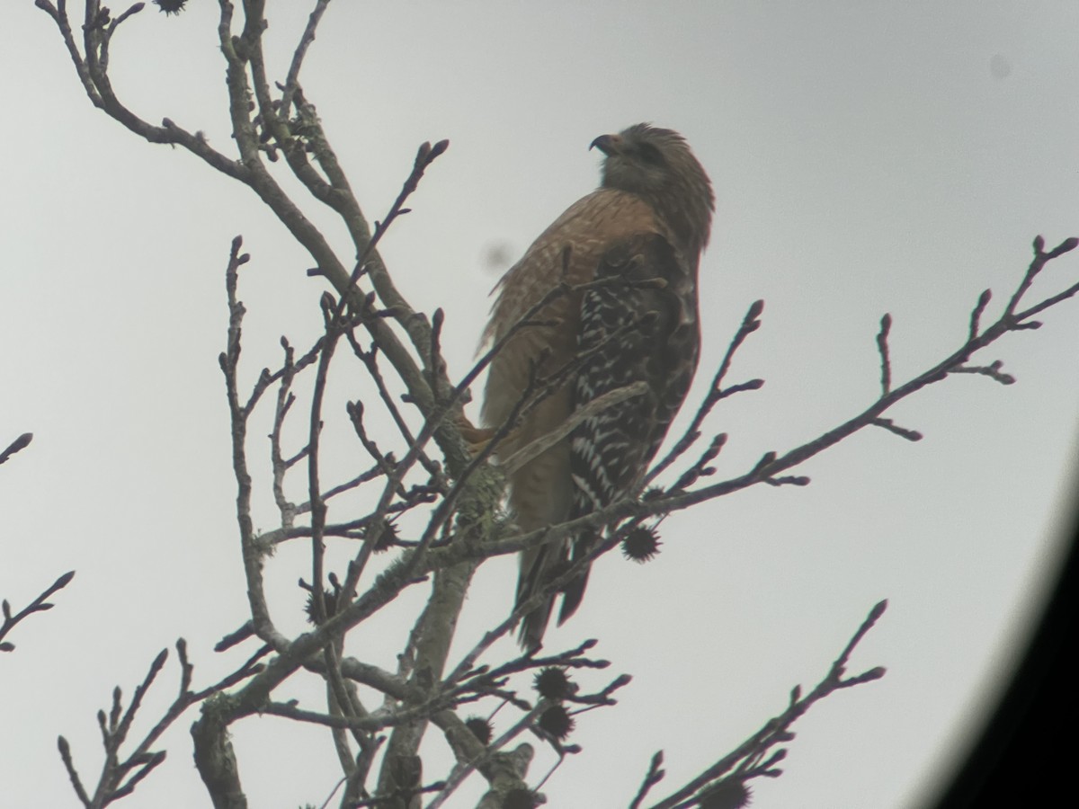 Red-shouldered Hawk - ML646608451