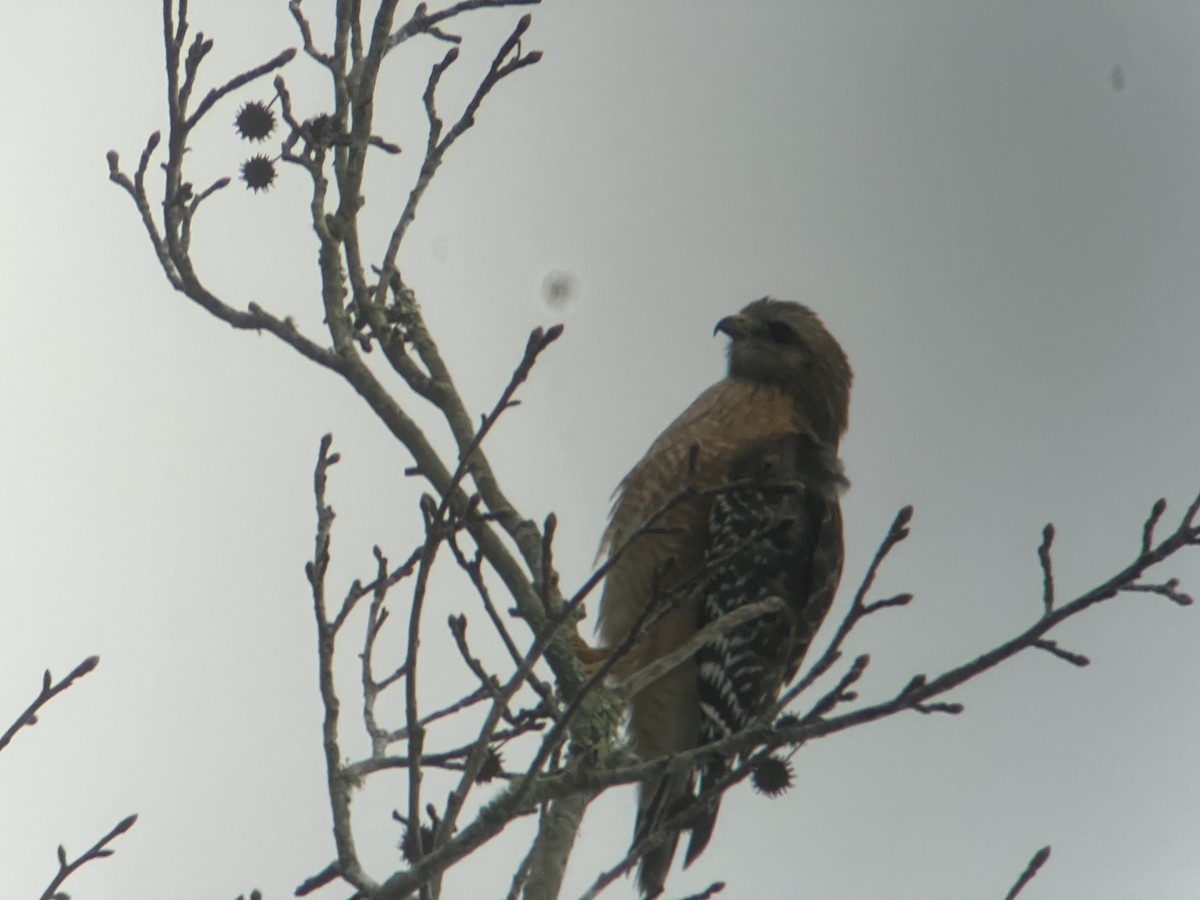 Red-shouldered Hawk - ML646608452