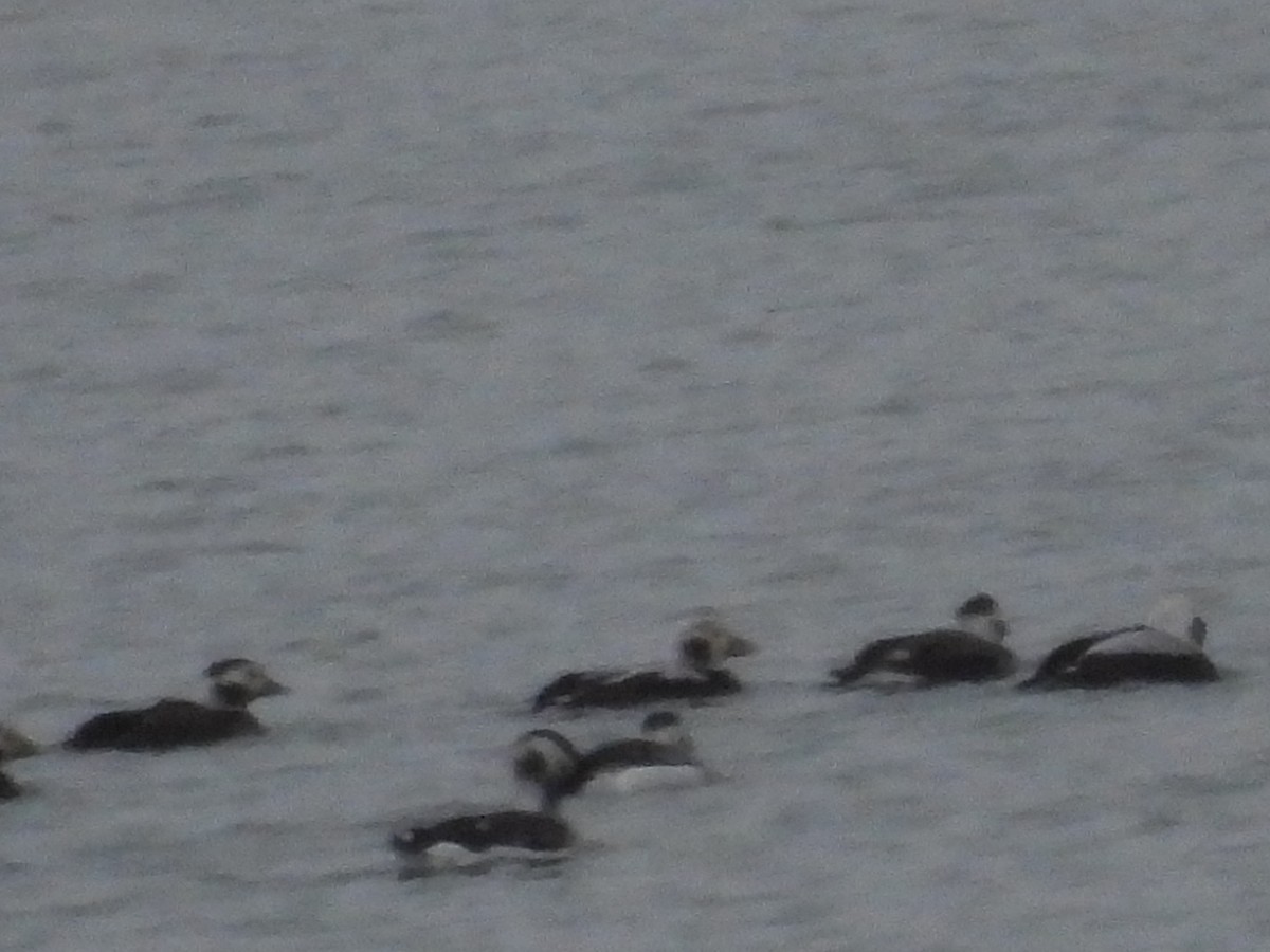 Long-tailed Duck - ML646608453