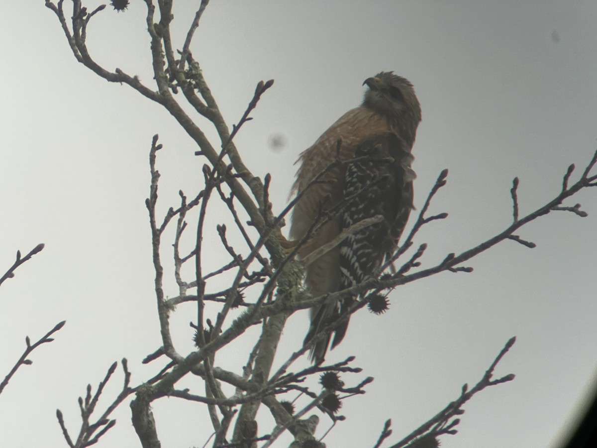 Red-shouldered Hawk - ML646608454