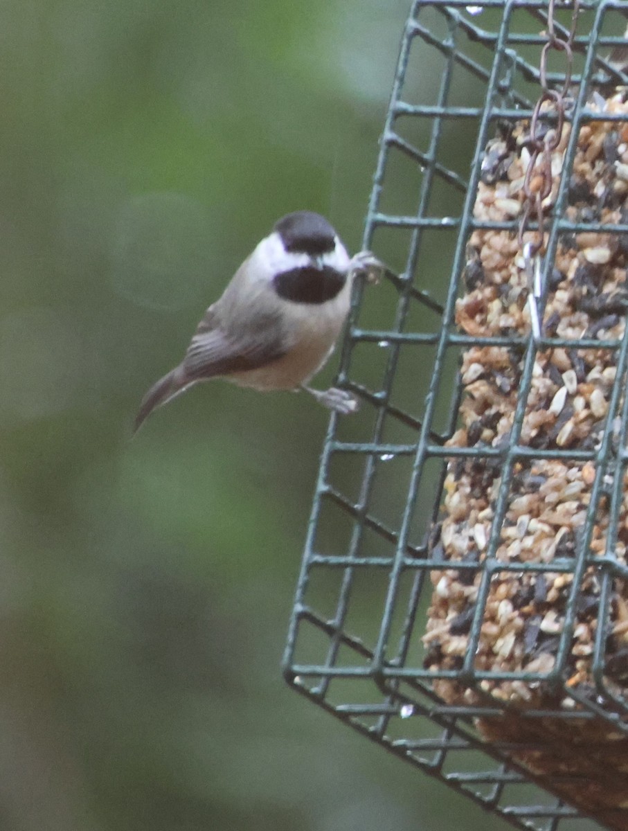 Carbonero de Carolina - ML646608455