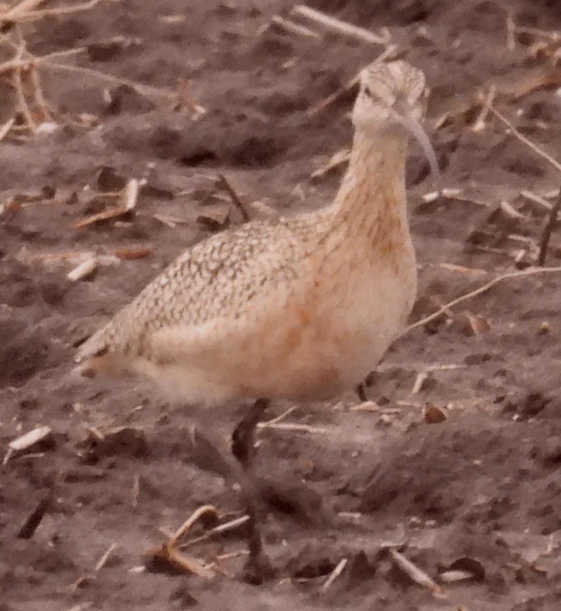 Zarapito Americano - ML646608456