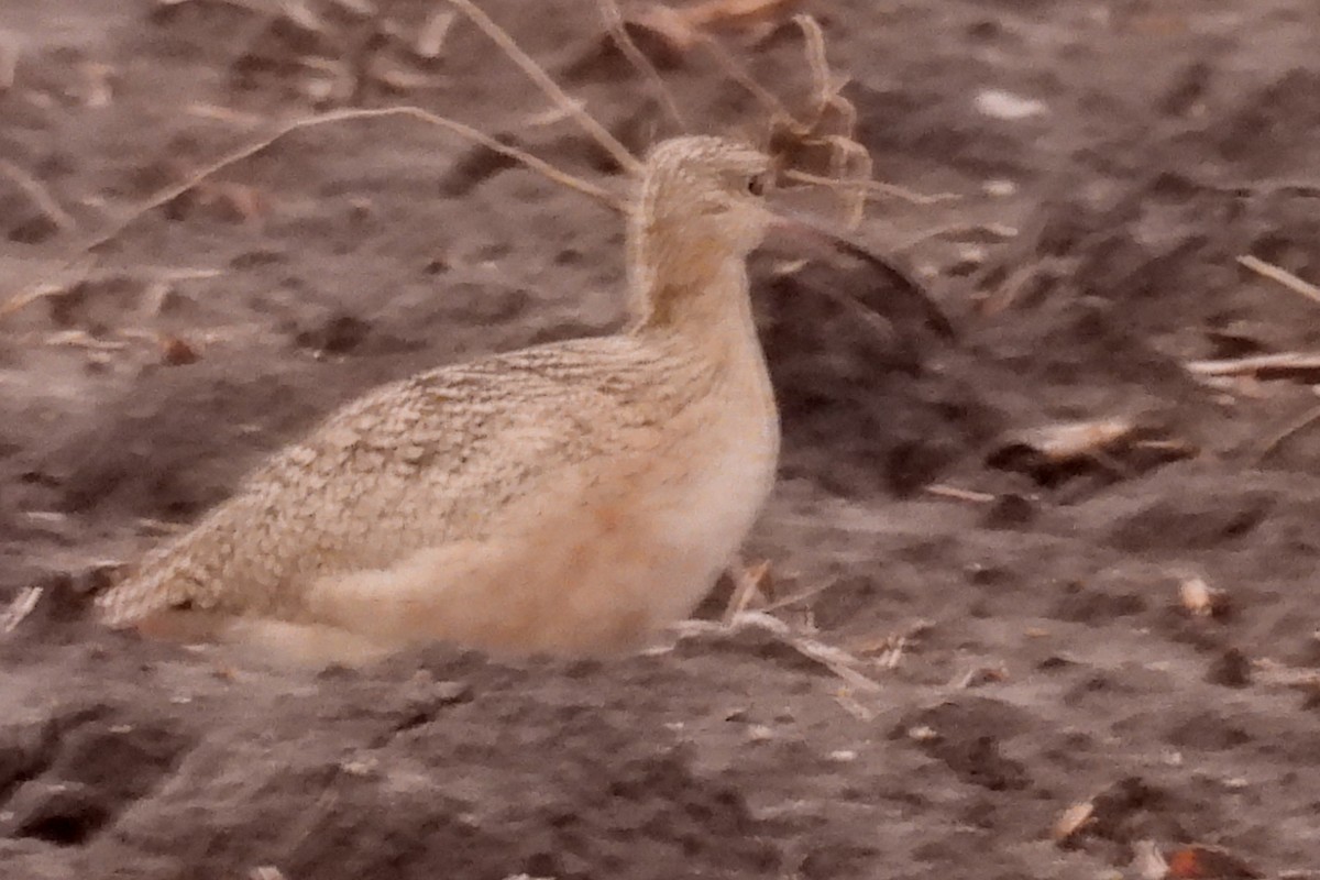 Zarapito Americano - ML646608457