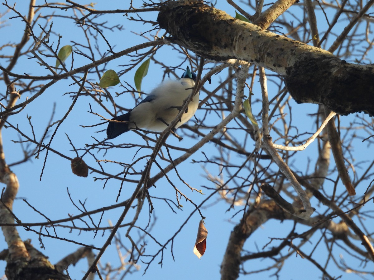 Oruguero Malgache - ML646608458