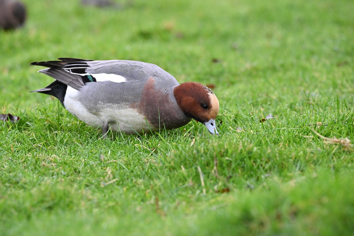 Silbón Europeo - ML646608460