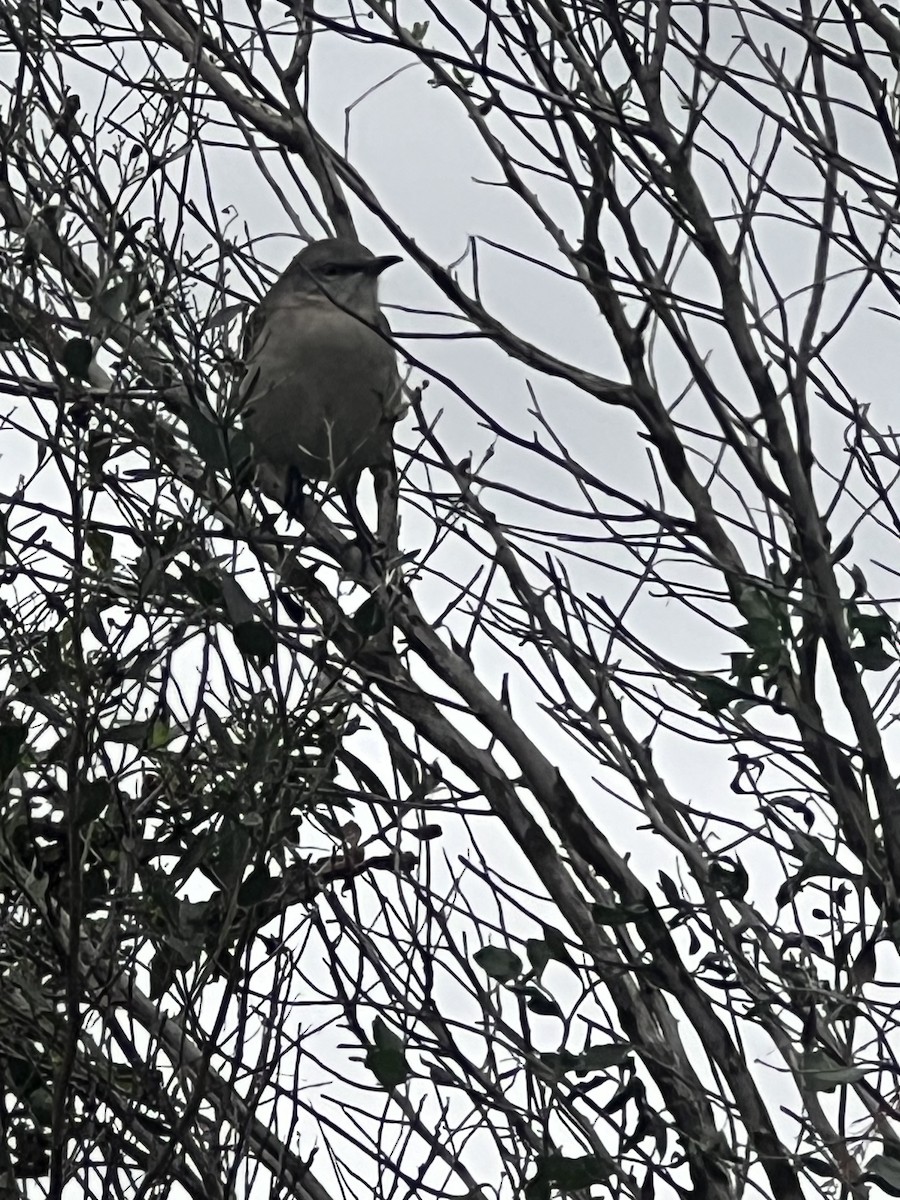 Northern Mockingbird - ML646608461