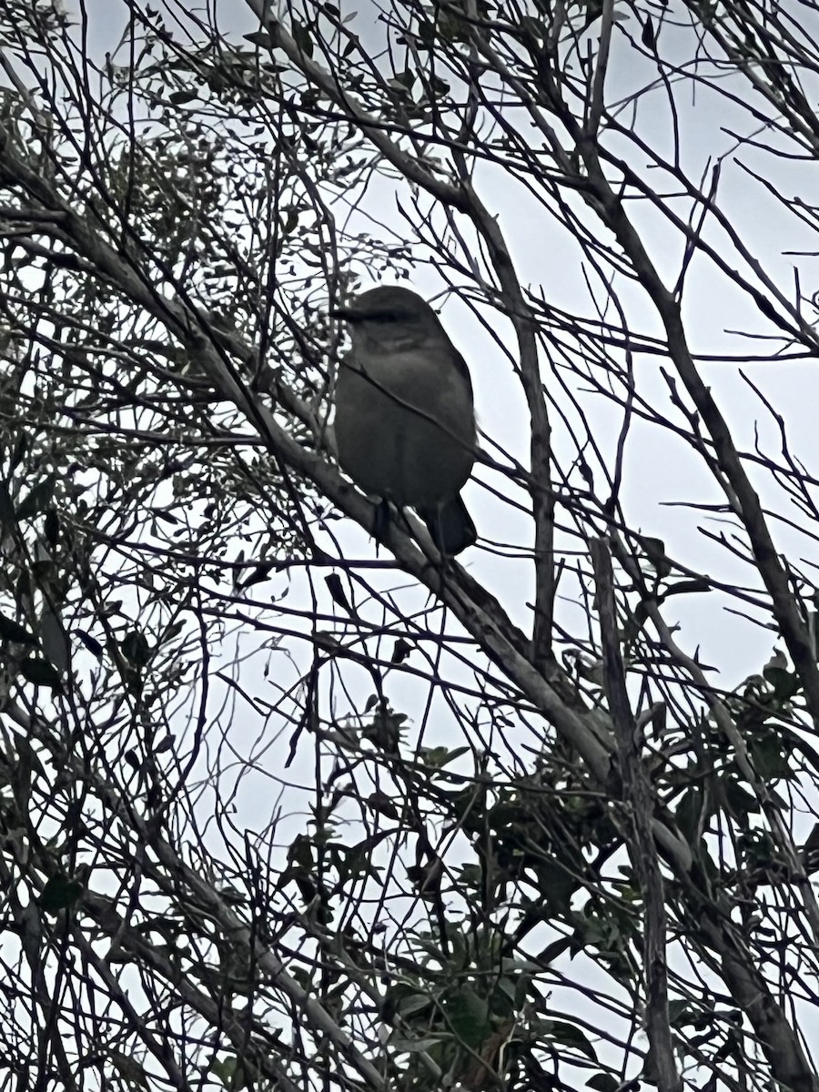Northern Mockingbird - ML646608462
