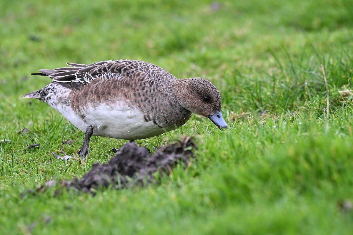 Silbón Europeo - ML646608463