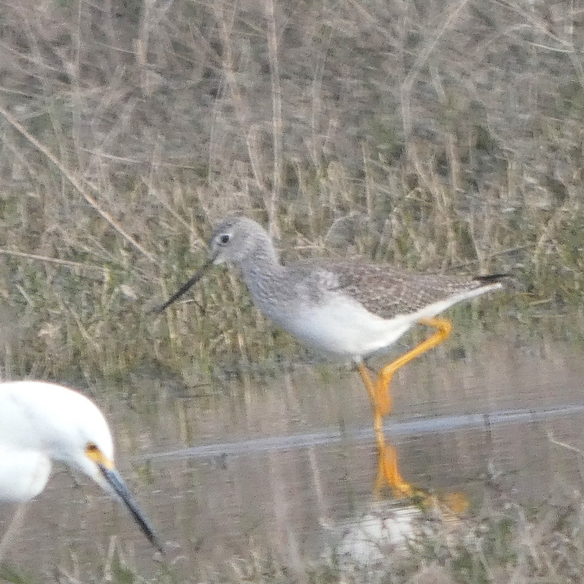 Archibebe Patigualdo Grande - ML646608464