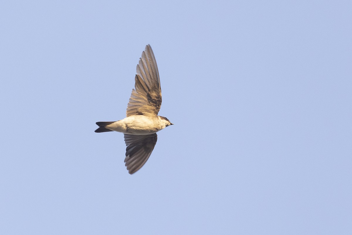Chilean Swallow - ML646608465