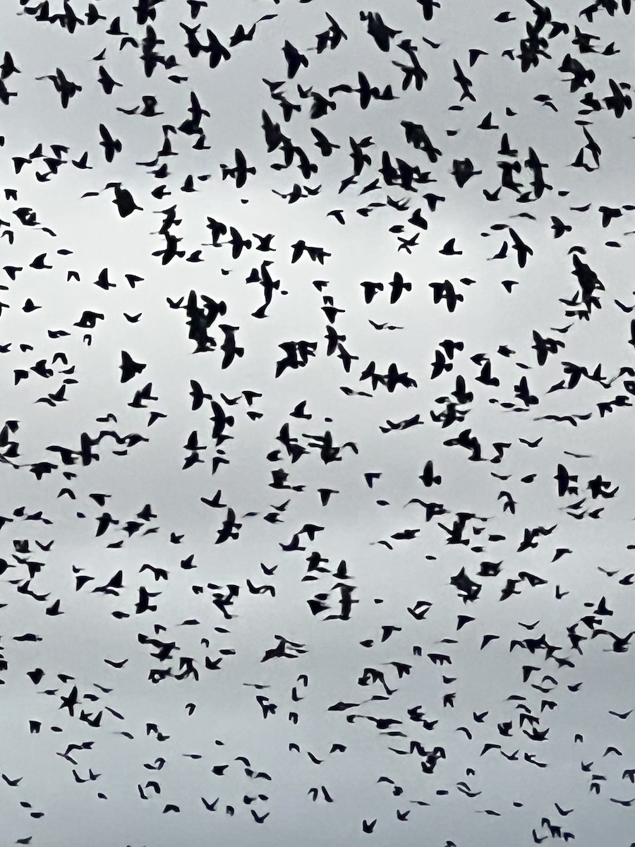 Brown-headed Cowbird - ML646608466