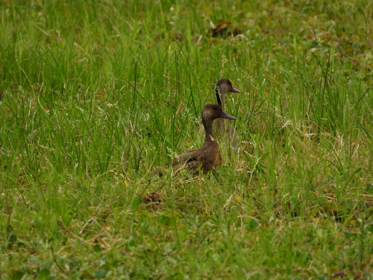 Brazilian Teal - ML646608469