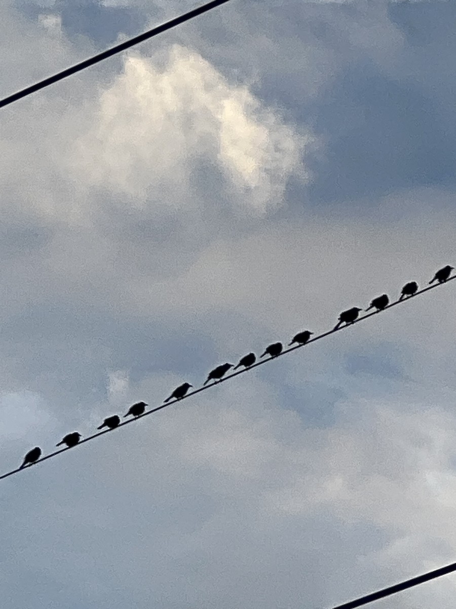 Common Grackle - ML646608470