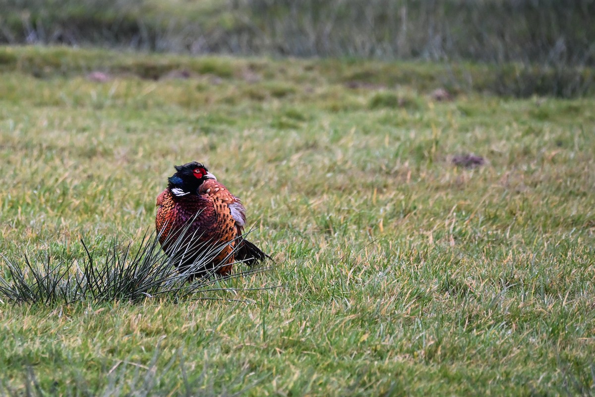 環頸雉 - ML646608471