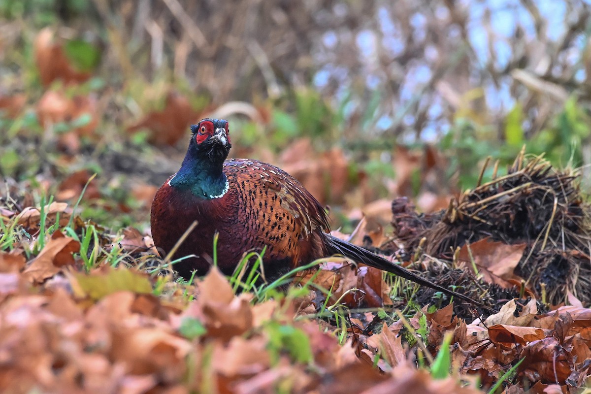 環頸雉 - ML646608472