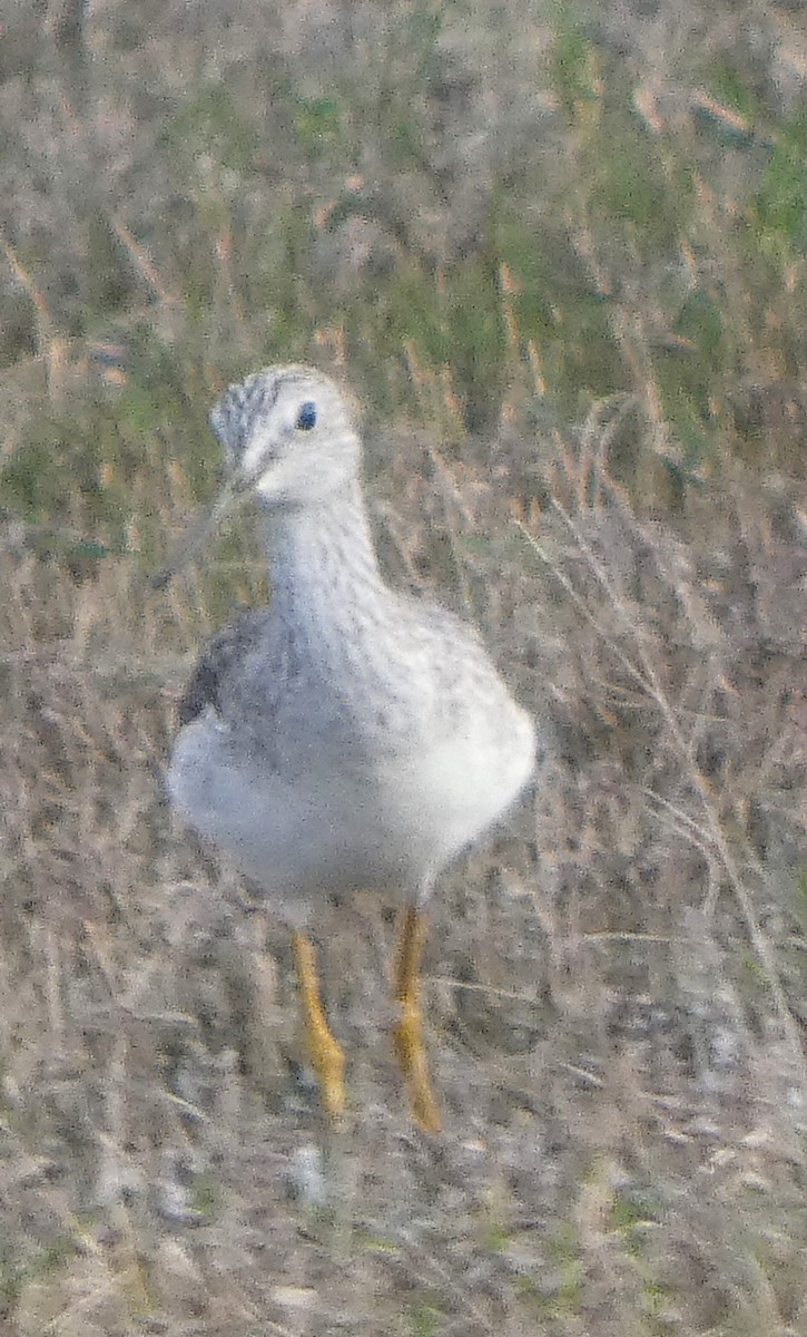 Greater Yellowlegs - ML646608473