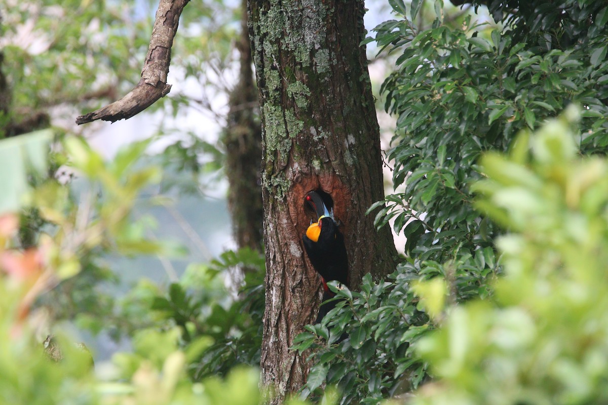 Channel-billed Toucan (Ariel) - ML646608474