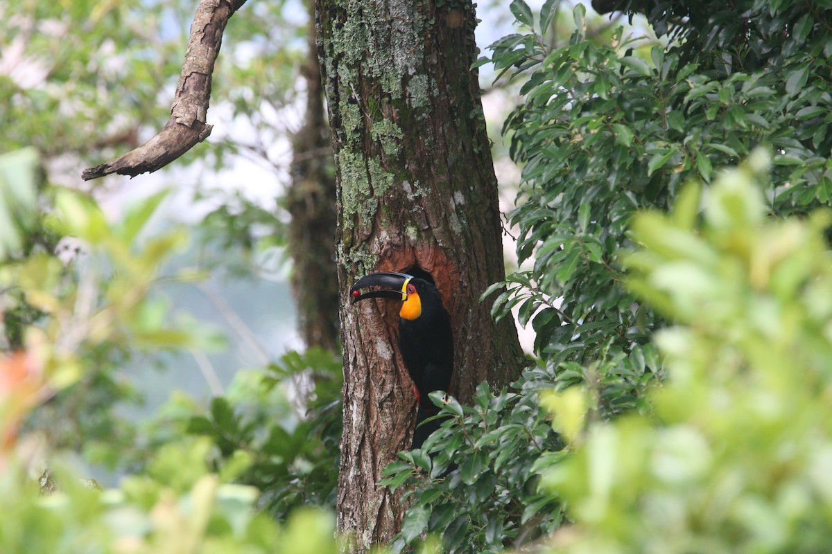 Channel-billed Toucan (Ariel) - ML646608475