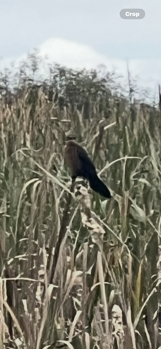 Boat-tailed Grackle - ML646608477