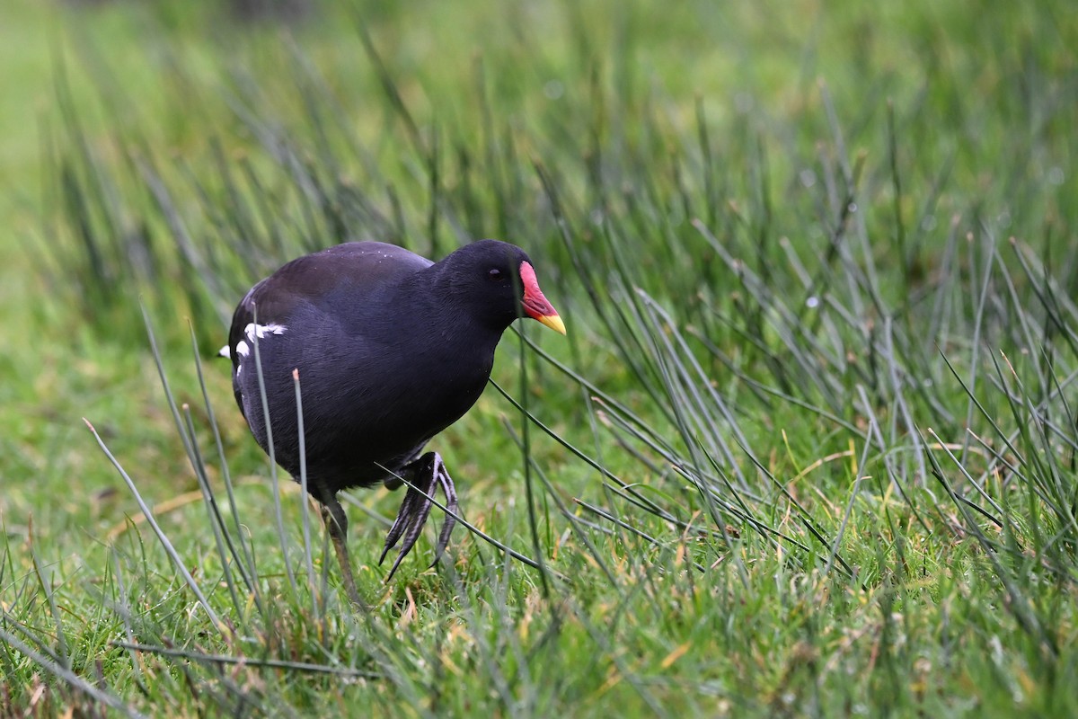 紅冠水雞 - ML646608479