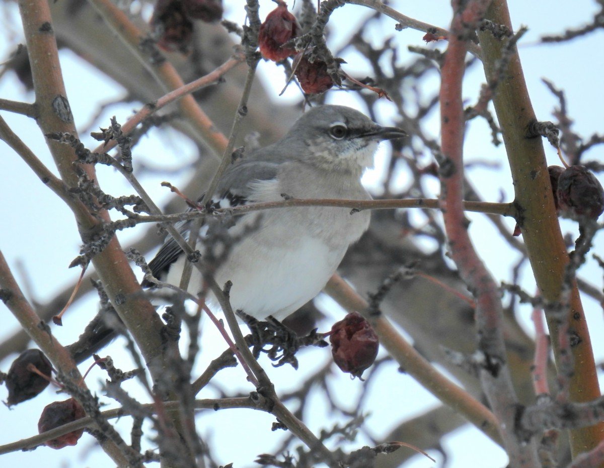 Northern Mockingbird - ML646608481