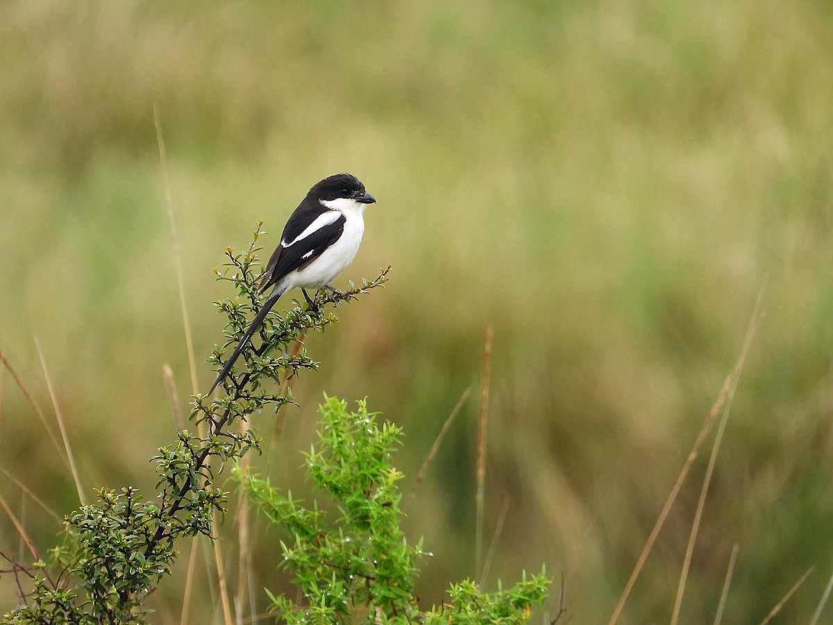 Northern Fiscal - ML646608482