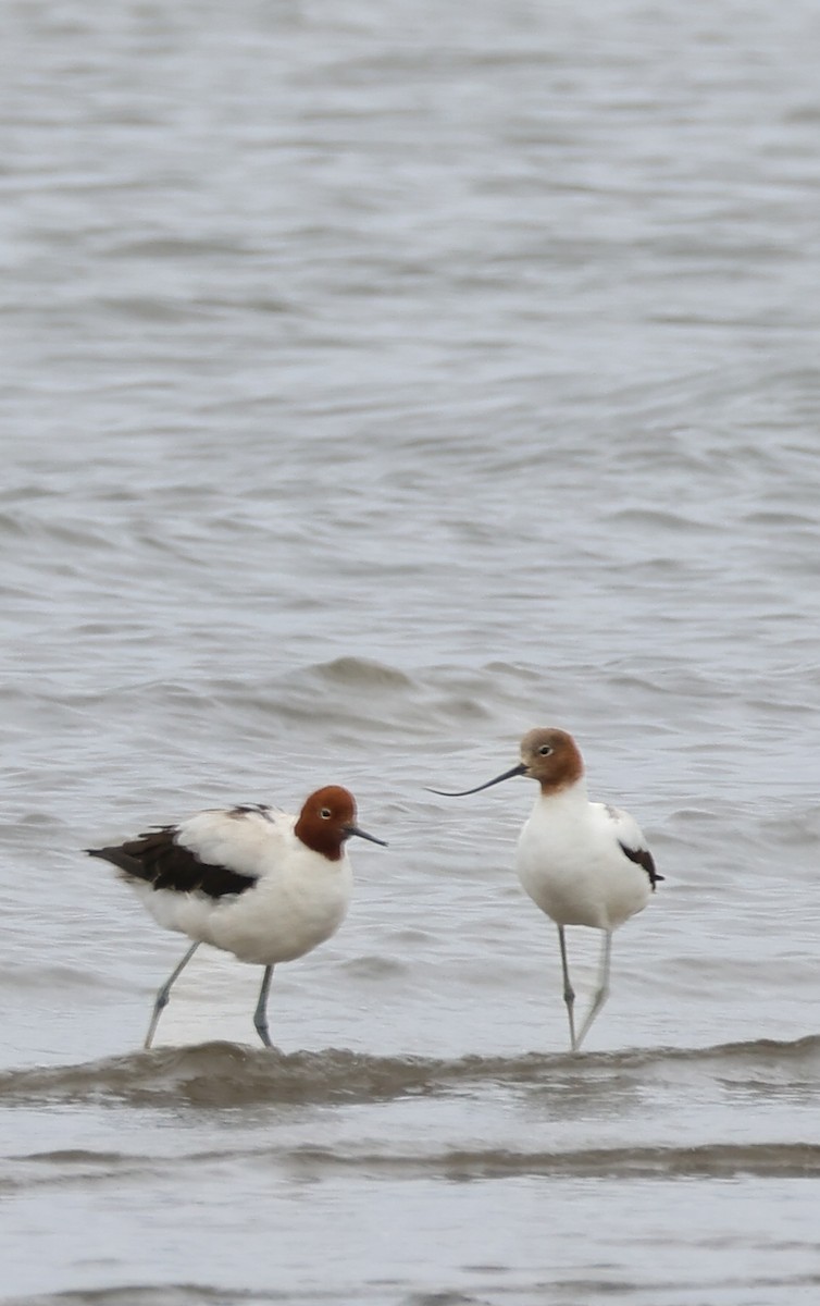 Red-necked Avocet - ML646608483