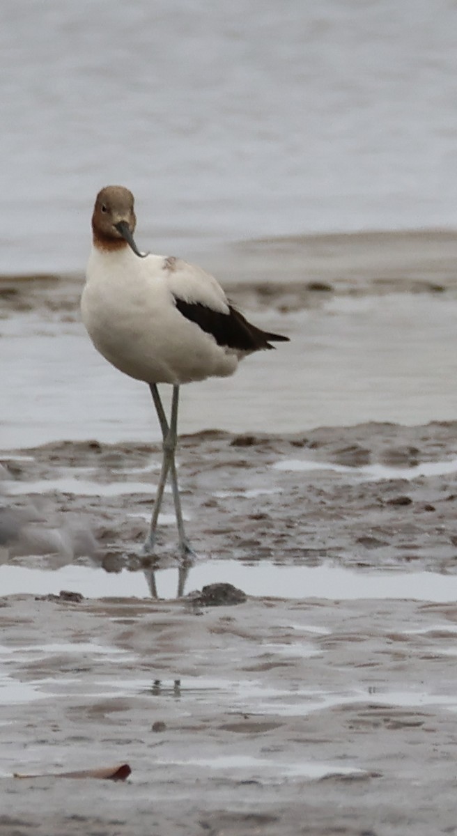 Red-necked Avocet - ML646608484