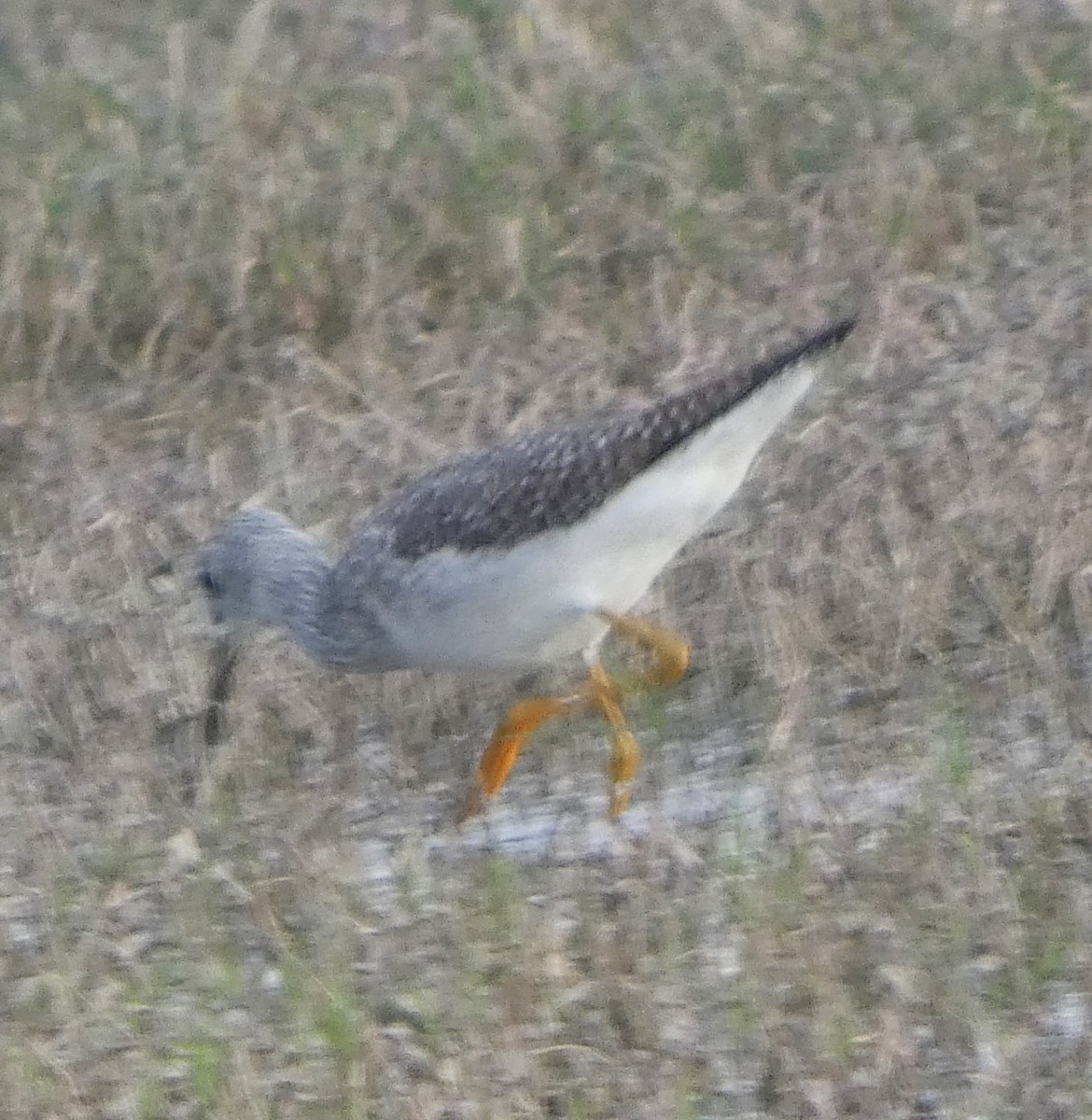 Greater Yellowlegs - ML646608487