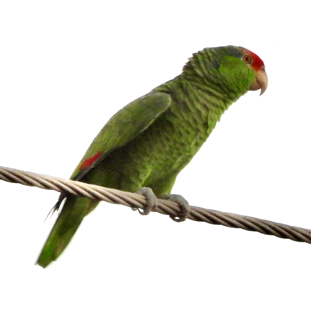 Red-crowned Amazon - ML646608488