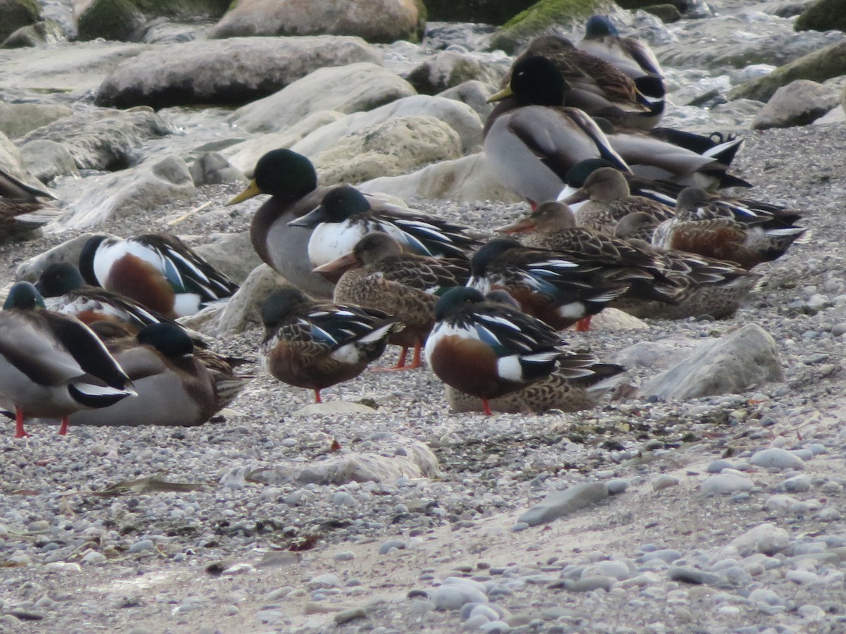 Northern Shoveler - ML646608491