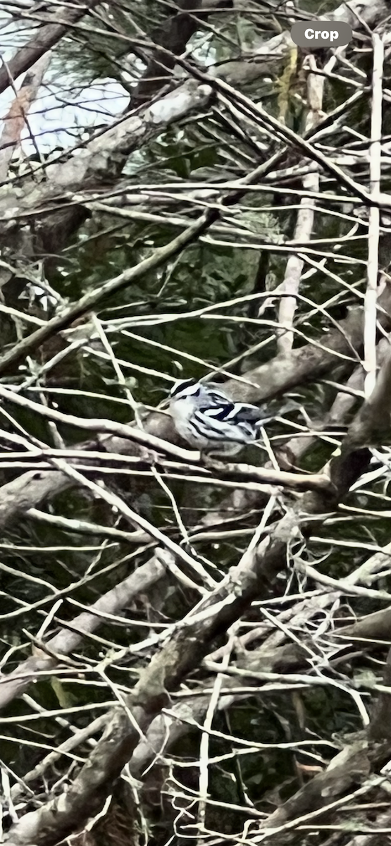 Black-and-white Warbler - ML646608492