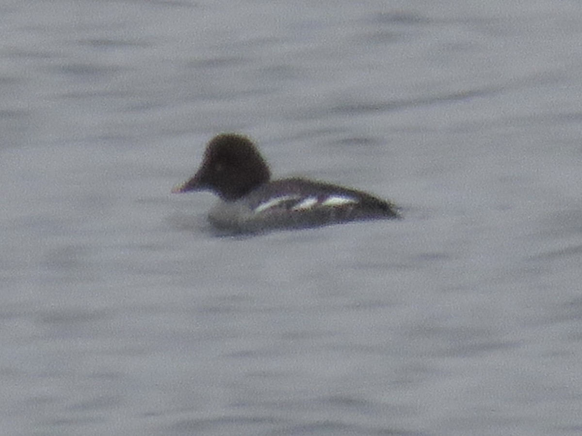 Common Goldeneye - ML646608493