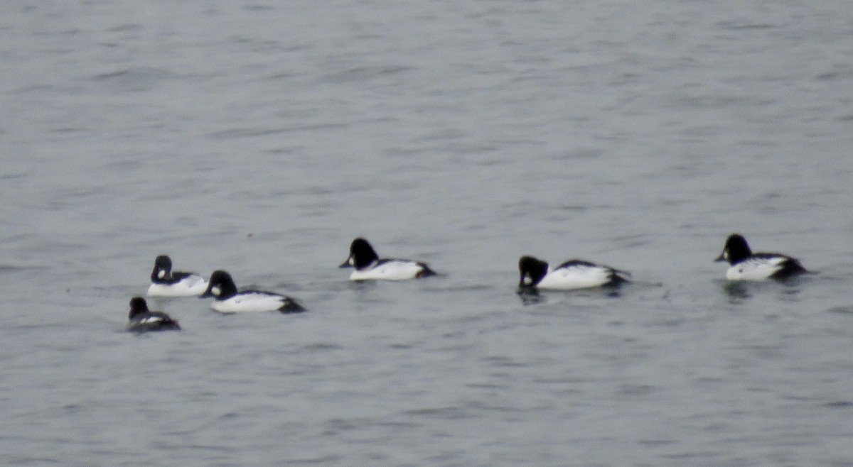 Common Goldeneye - ML646608494