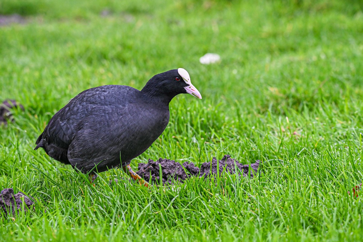 白冠雞 - ML646608495