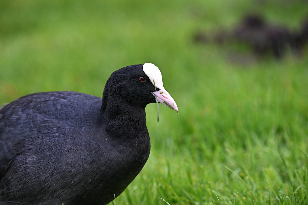 白冠雞 - ML646608496