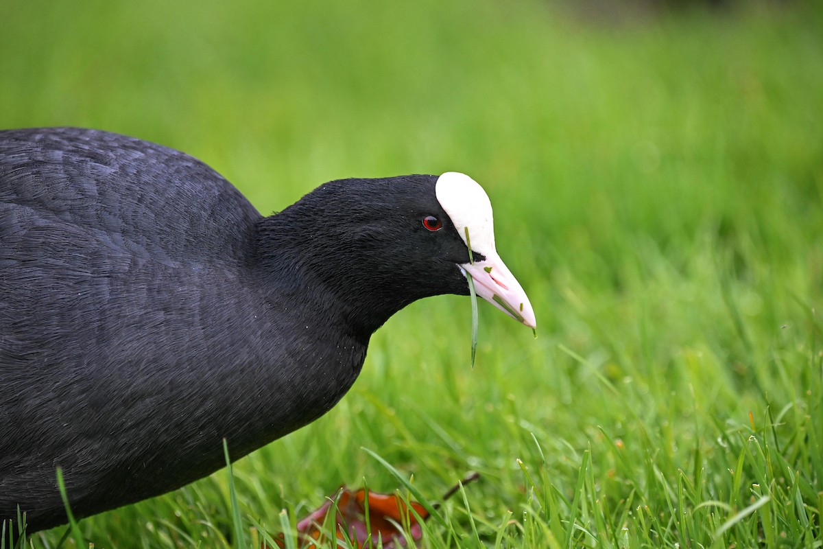 白冠雞 - ML646608497