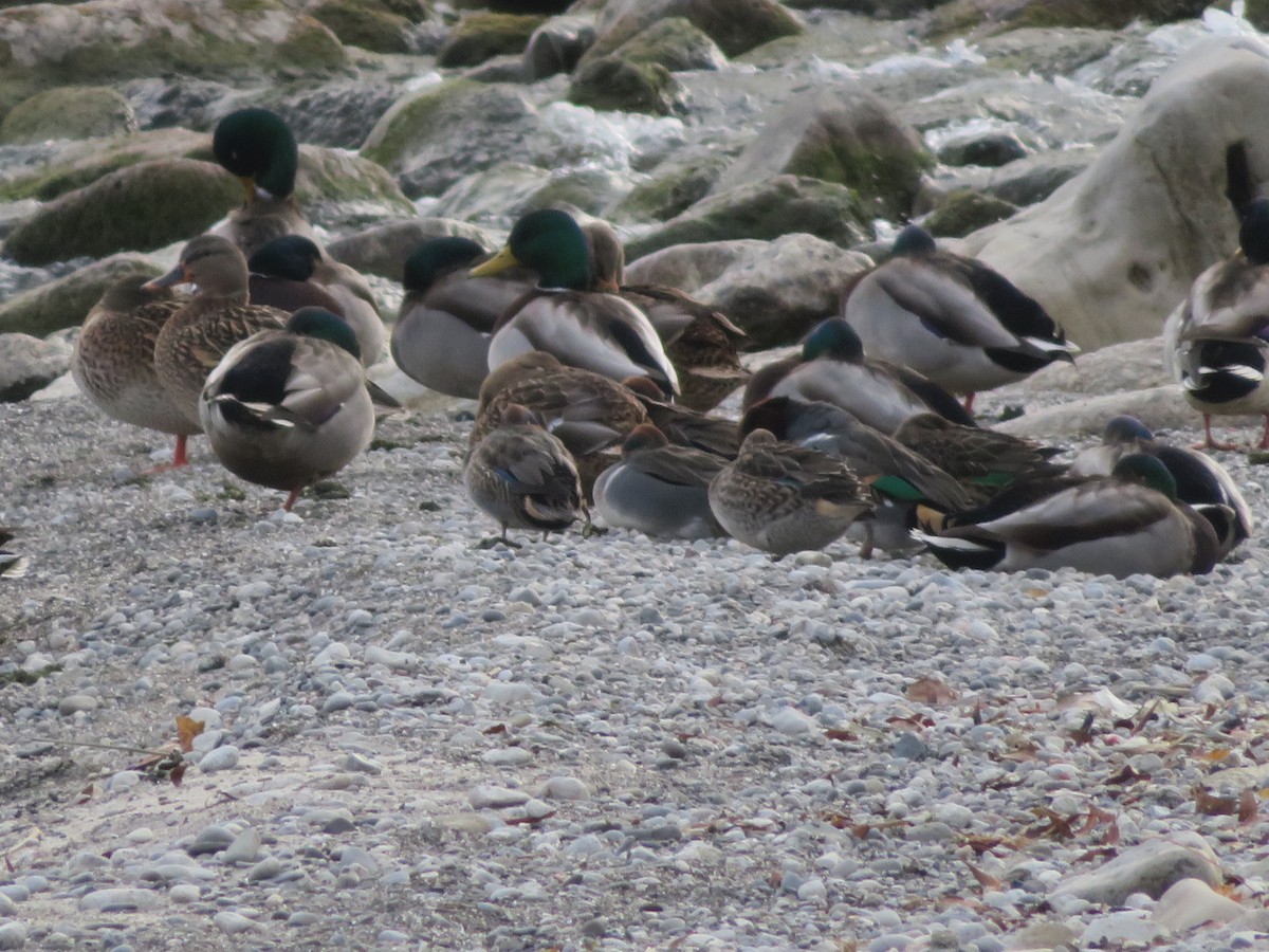 Green-winged Teal - ML646608499