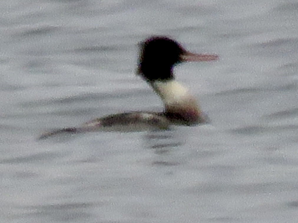 Red-breasted Merganser - ML646608501