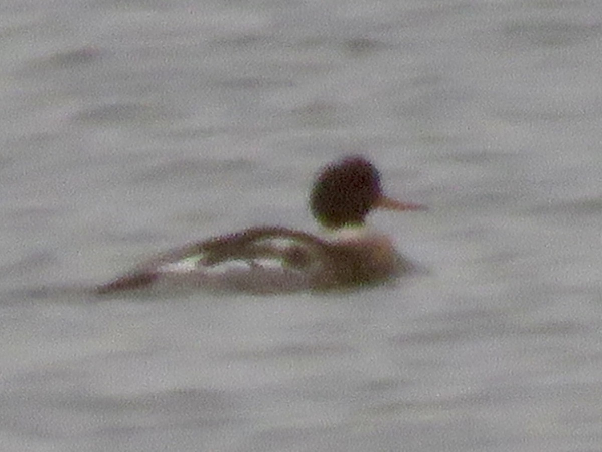 Red-breasted Merganser - ML646608502