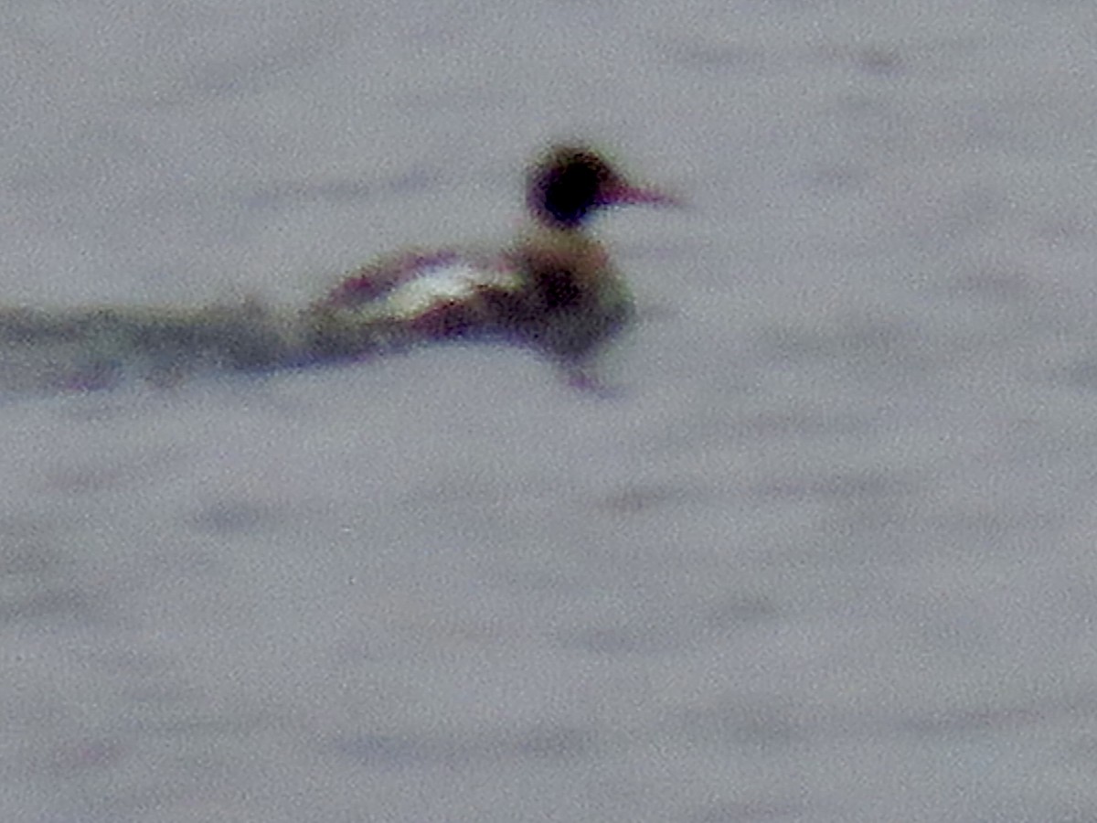 Red-breasted Merganser - ML646608503
