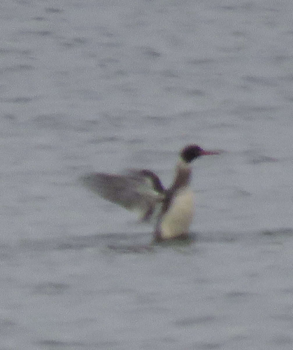 Red-breasted Merganser - ML646608504