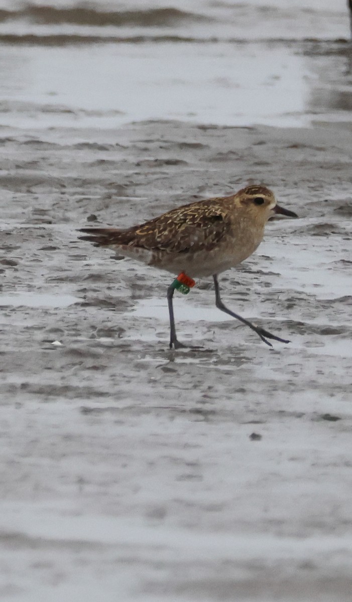 Tundra-Goldregenpfeifer - ML646608507