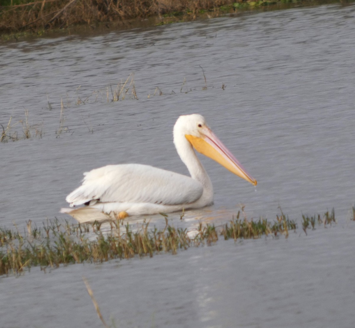American White Pelican - ML646608508